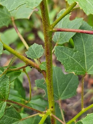 Hibiscus aculeatus Walter: bark