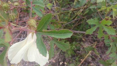 Hibiscus aculeatus Walter: leaf