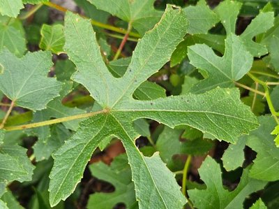 Hibiscus aculeatus Walter: leaf