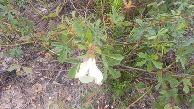 Hibiscus aculeatus Walter: habit
