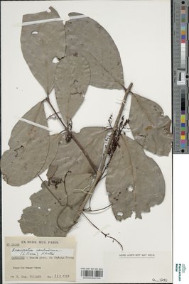 Arnicratea cambodiana (Pierre) N.Hallé
