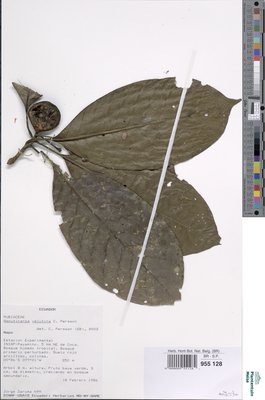 Agouticarpa velutina C.H.Perss.