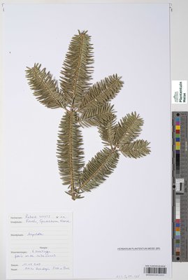 Abies homolepis Siebold & Zucc.