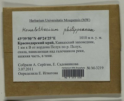 Homalothecium philippeanum (Spruce) Schimp., Moscow University Herbarium