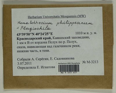 Homalothecium philippeanum (Spruce) Schimp., Moscow University Herbarium
