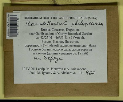 Homalothecium philippeanum (Spruce) Schimp., Moscow University Herbarium