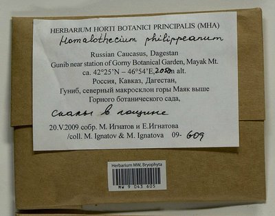 Homalothecium philippeanum (Spruce) Schimp., Moscow University Herbarium