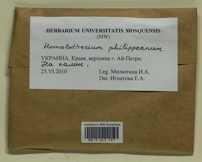 Homalothecium philippeanum (Spruce) Schimp., Moscow University Herbarium