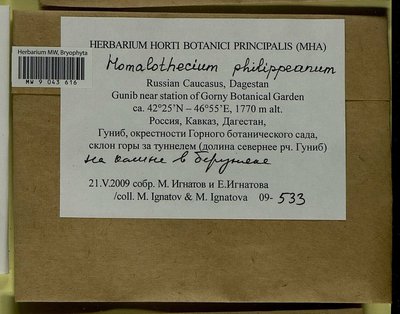 Homalothecium philippeanum (Spruce) Schimp., Moscow University Herbarium