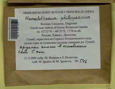 Homalothecium philippeanum (Spruce) Schimp., Moscow University Herbarium