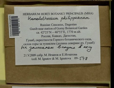 Homalothecium philippeanum (Spruce) Schimp., Moscow University Herbarium