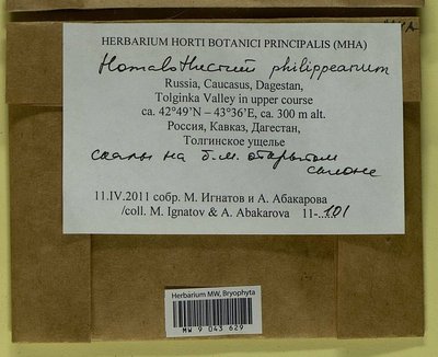 Homalothecium philippeanum (Spruce) Schimp., Moscow University Herbarium