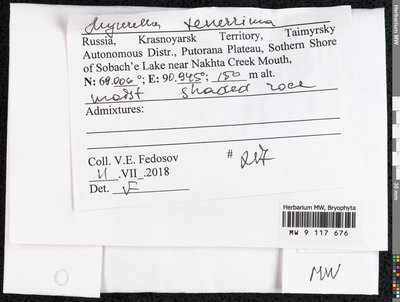 Myurella tenerrima (Brid.) Lindb., Moscow University Herbarium