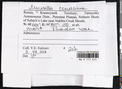 Myurella tenerrima (Brid.) Lindb., Moscow University Herbarium