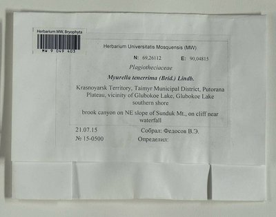 Myurella tenerrima (Brid.) Lindb., Moscow University Herbarium
