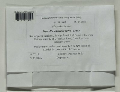Myurella tenerrima (Brid.) Lindb., Moscow University Herbarium