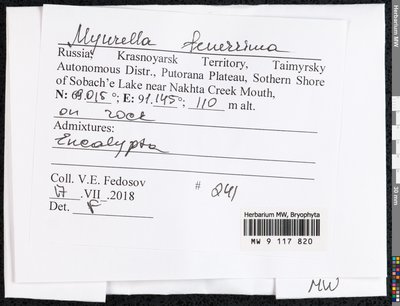 Myurella tenerrima (Brid.) Lindb., Moscow University Herbarium