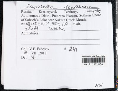 Myurella tenerrima (Brid.) Lindb., Moscow University Herbarium