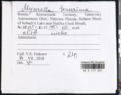 Myurella tenerrima (Brid.) Lindb., Moscow University Herbarium