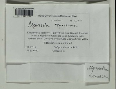Myurella tenerrima (Brid.) Lindb., Moscow University Herbarium