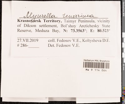 Myurella tenerrima (Brid.) Lindb., Moscow University Herbarium