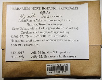 Myurella tenerrima (Brid.) Lindb., Moscow University Herbarium