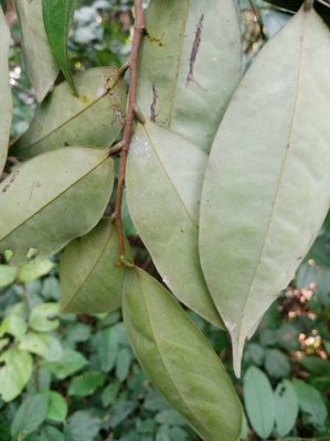Xylopia aethiopica (Dunal) A.Rich.: leaf