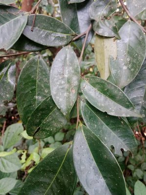 Xylopia aethiopica (Dunal) A.Rich.: leaf