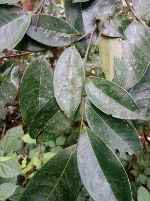 Xylopia aethiopica (Dunal) A.Rich.: leaf