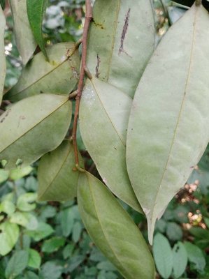 Xylopia aethiopica (Dunal) A.Rich.: leaf