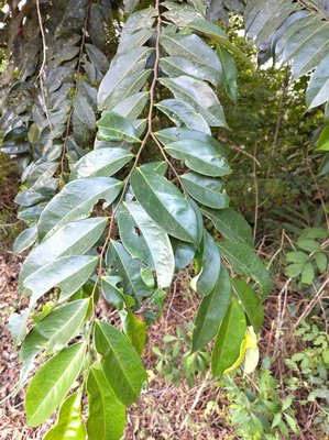 Xylopia aethiopica (Dunal) A.Rich.: leaf