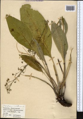 Cynoglossum viridiflorum Pall. ex Lehm. (Чернокорень зеленоцветковый), Moscow University Herbarium