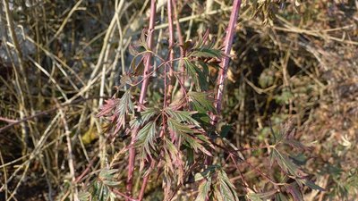 Rubus nemoralis P.J.Müll.: leaf