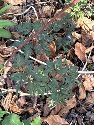 Rubus nemoralis P.J.Müll.: leaf