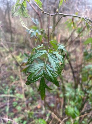 Rubus nemoralis P.J.Müll.: leaf