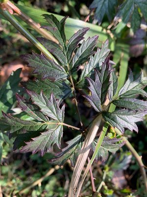 Rubus nemoralis P.J.Müll.: leaf