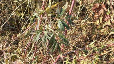 Rubus nemoralis P.J.Müll.: leaf