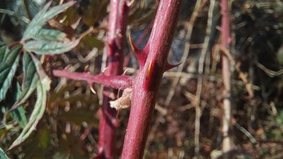 Rubus nemoralis P.J.Müll.: other