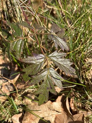 Rubus nemoralis P.J.Müll.: leaf