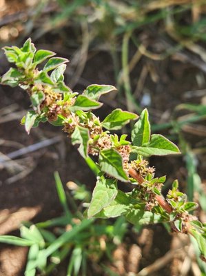 Amaranthus graecizans L.: flower