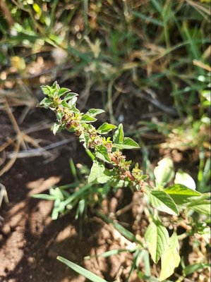 Amaranthus graecizans L.: leaf