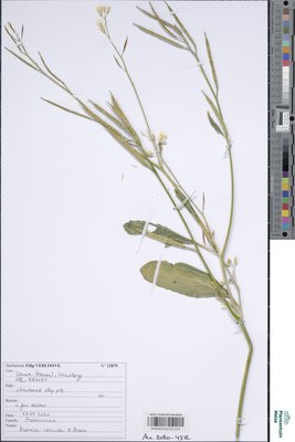 Brassica carinata A.Braun