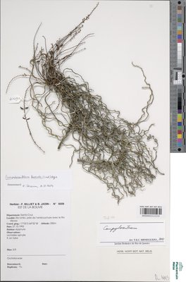 Campylocentrum fasciola (Lindl.) Cogn.