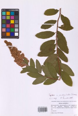 Spiraea × pseudosalicifolia Silverside (Спирея), MHA Herbarium