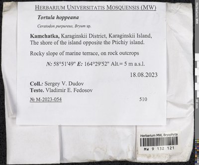 Tortula hoppeana (Schultz) Ochyra, Moscow University Herbarium