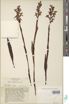 Disa caffra Bolus