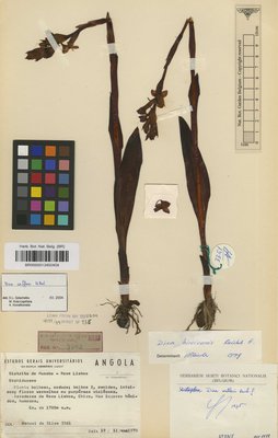 Disa caffra Bolus