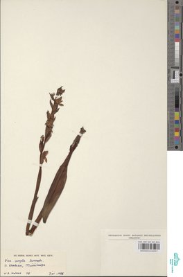 Disa caffra Bolus