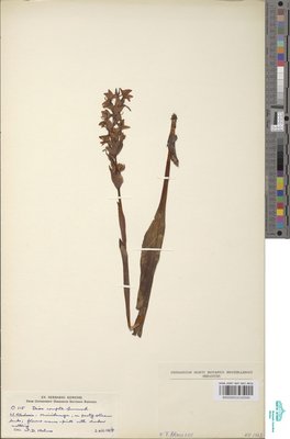Disa caffra Bolus