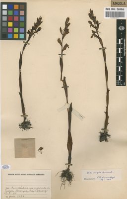 COI00068035 - Disa compta - Gossweiler, John - 3282